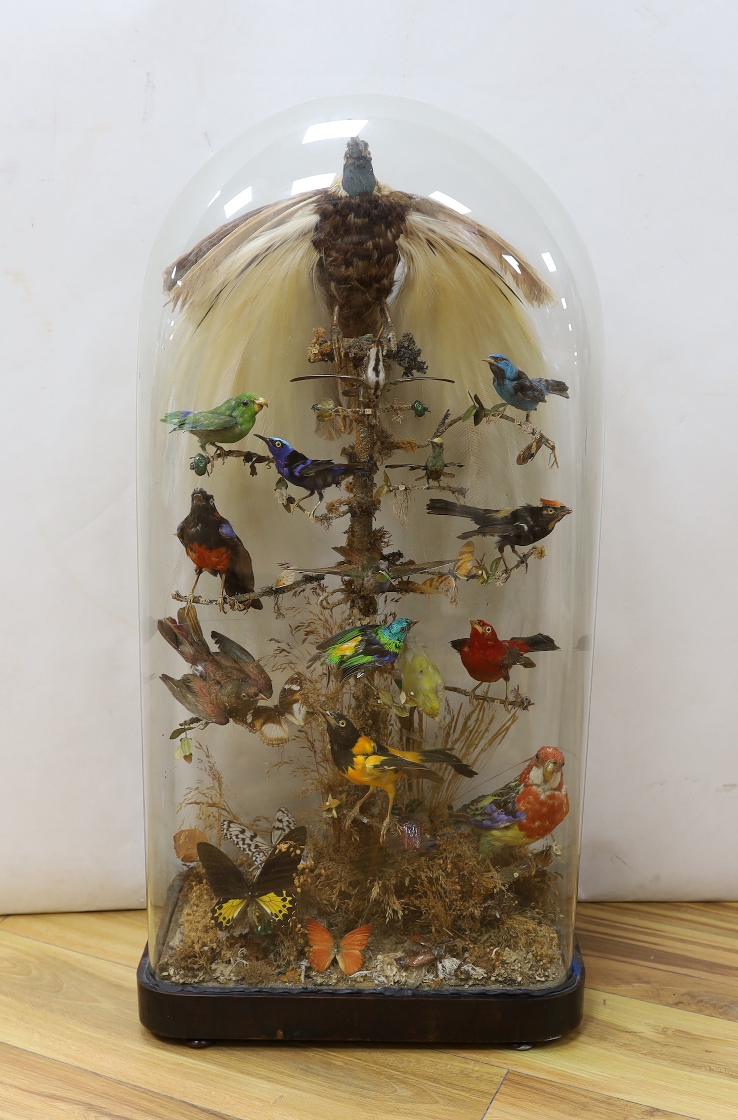 Taxidermy- a late 19th century New Guinea Bird of Paradise and Latin America and Australasian exotic bird group, under a glass dome, 83 cm high